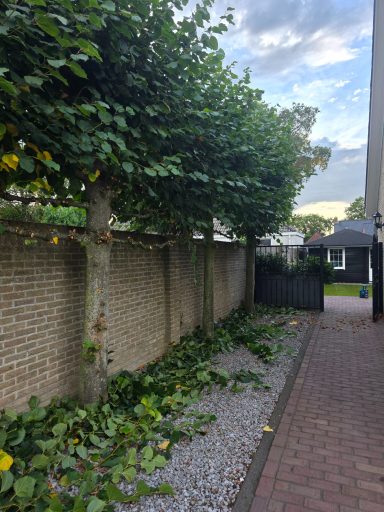 Tuinman snoeit leibomen omgeving Roosendaal