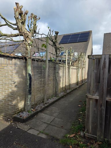 Hovenier snoeit leibomen omgeving Bergen op Zoom