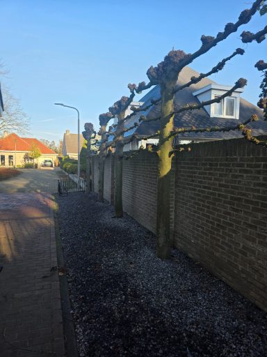 Hovenier snoeit bomen en struiken in Roosendaal