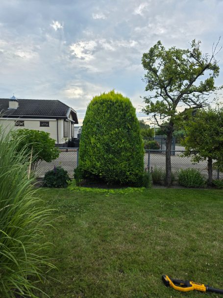 Hovenier snoeit connifeer in vorm in  omgeving Roosendaal