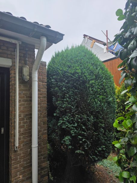 Vormsnoei van connifeer in Bergen op Zoom