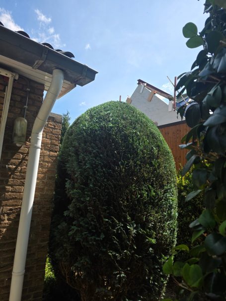 Tuinman snoeit connifeer in omgeving Bergen op Zoom