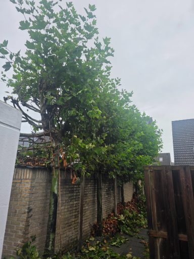 Vormsnoei van leibomen in Bergen op Zoom