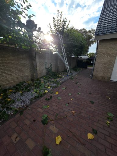 Vormsnoei van leibomen in Roosendaal