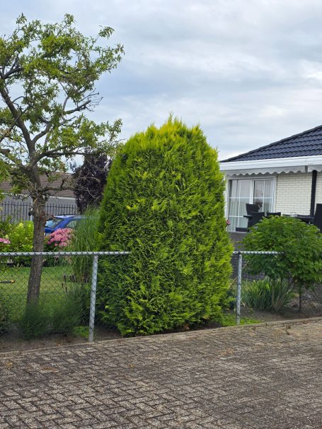 Hovenier snoeit connifeer in vorm in Roosendaal