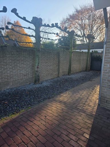 Periodiek tuinonderhoud en snoei van leibomen in Roosendaal